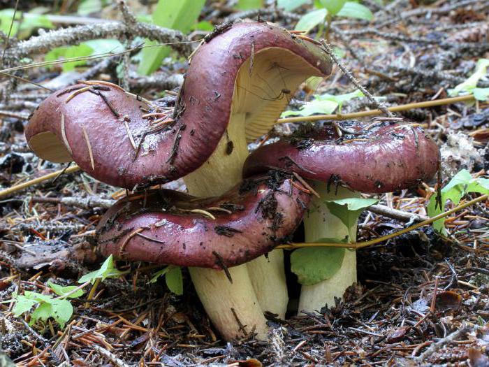 russula mushroom edible or not