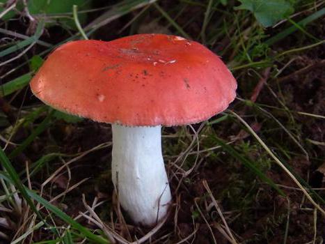 types of russula