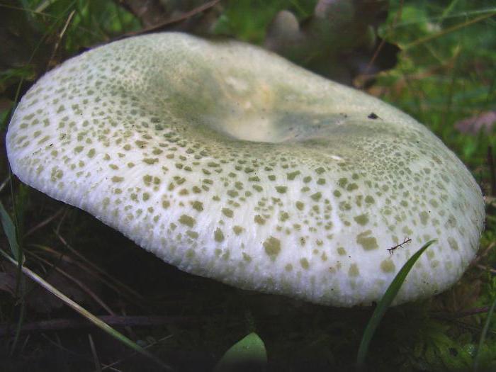 russula