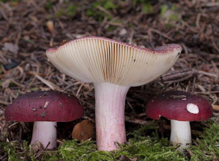 russula pink