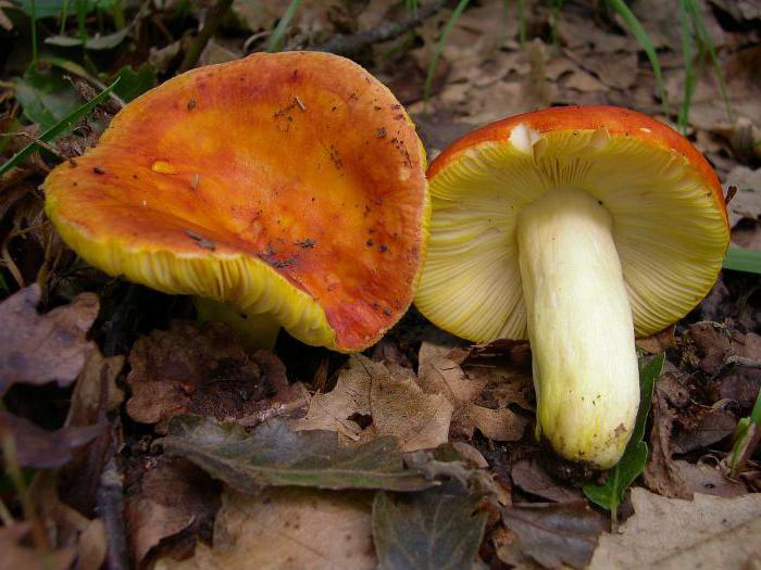 what to do with russula