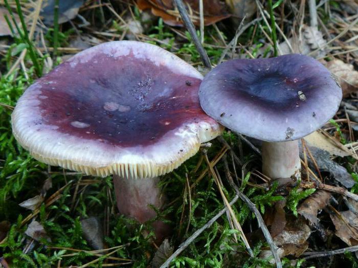 what russula mushrooms