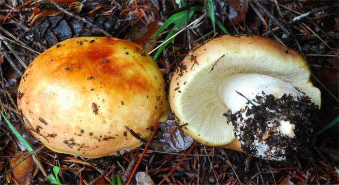 name Russula mushrooms