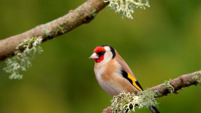 goldfinch content at home