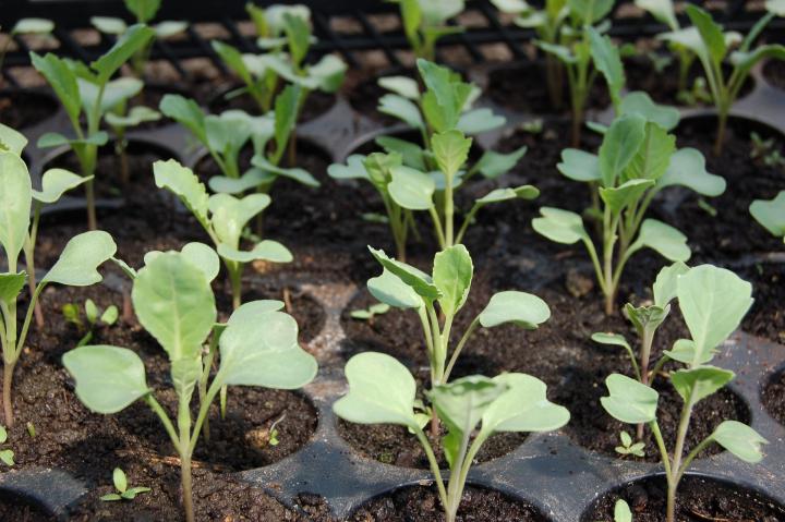 Young seedlings