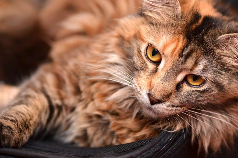 Maine Coon cats breed features