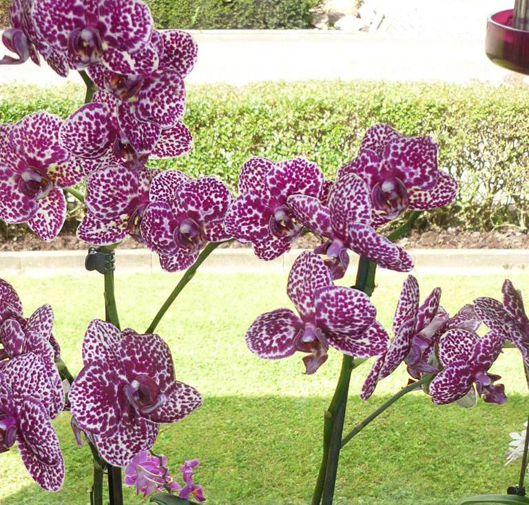 Орхидея фаленопсис "дикий кот"