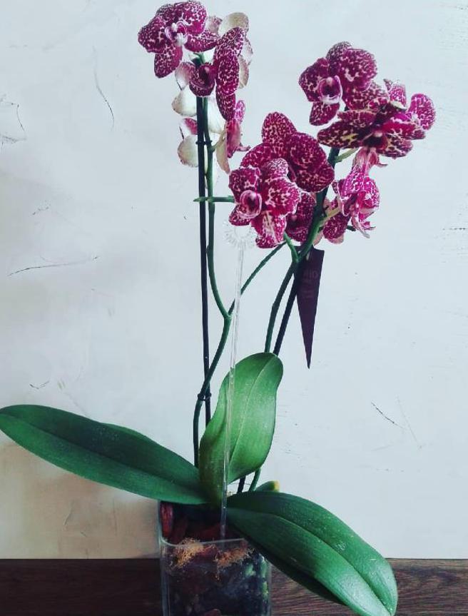 Орхидея фаленопсис "дикий кот" фото
