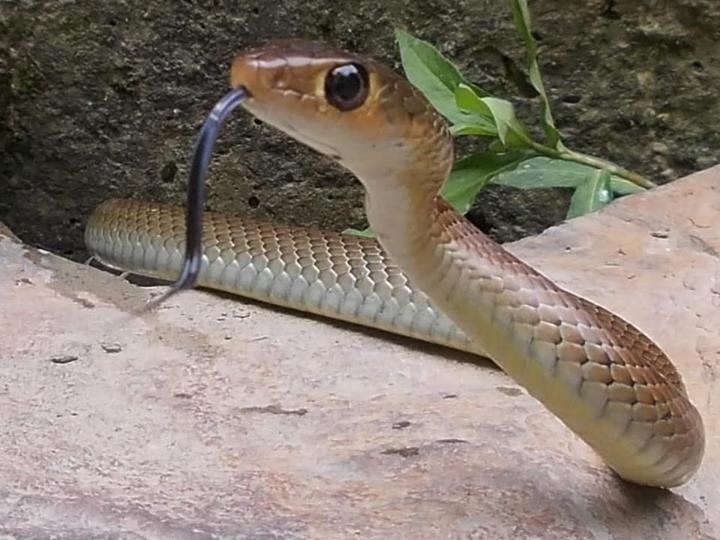 Все ядовитые змеи тайланда