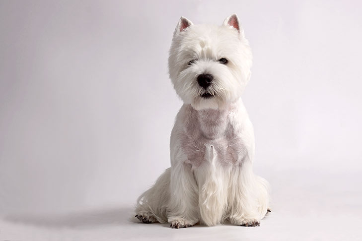 West Highland White Terrier dog breed