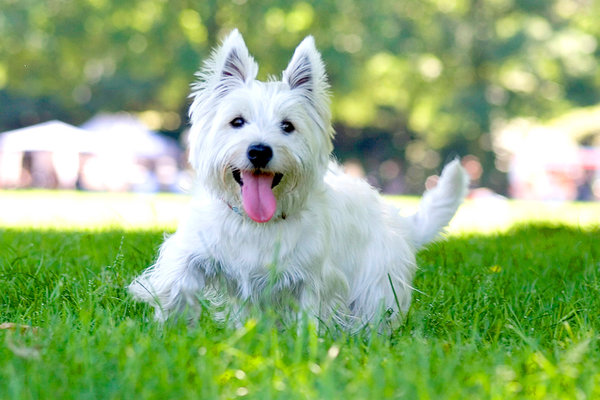 Dog west highland white terrier price