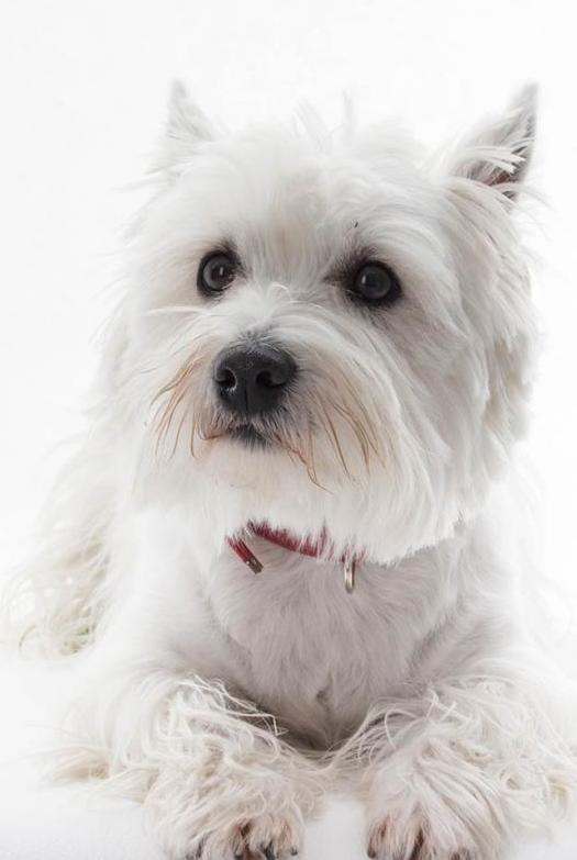 West highland white terrier breed description reviews