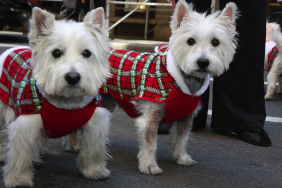 West Highland White Terrier breed characterization