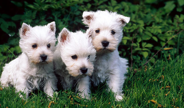 Dogs puppies Westhill White Terrier