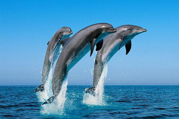 dolphinarium in alushta prices