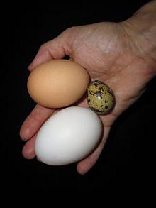 quail eggs useful properties
