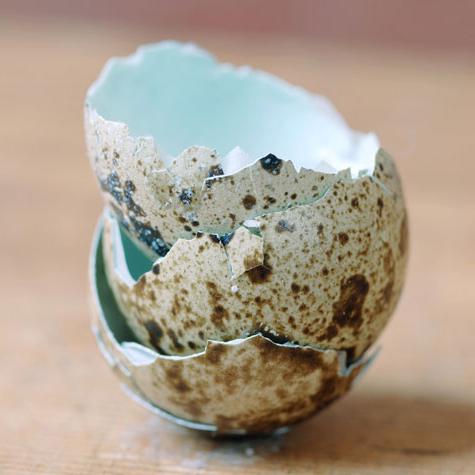 quail eggshell useful properties