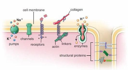 energy function