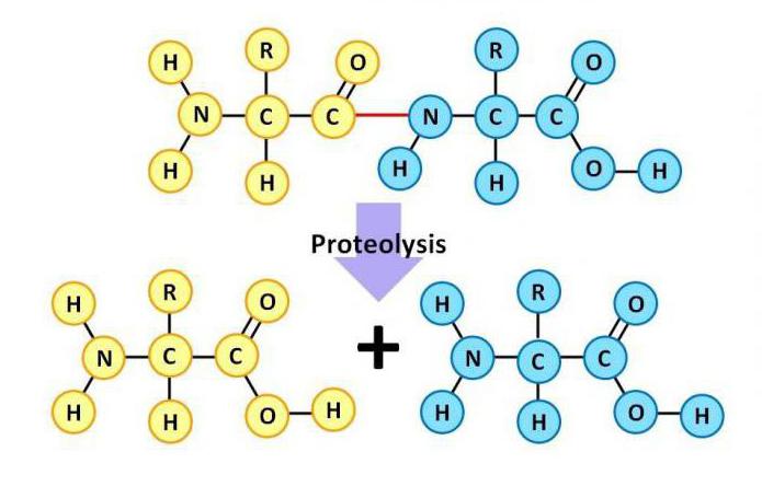 where is the energy function of proteins