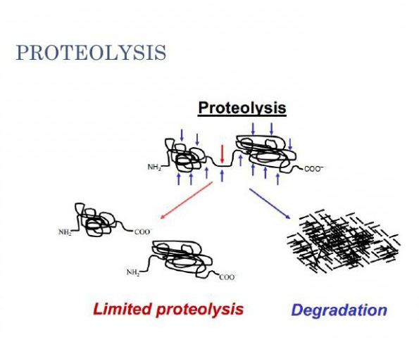 which proteins perform an energy function