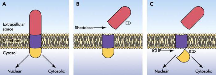 the energy function in the cell is performed