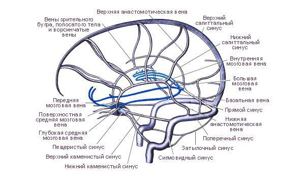 кавернозный синус