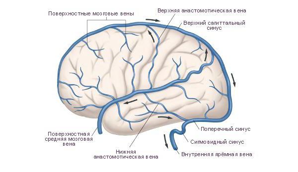синусы головного мозга
