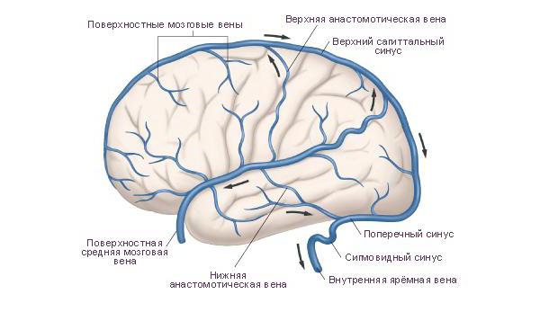 Схема венозных синусов головного мозга