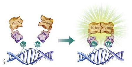 DNA methylation and aging