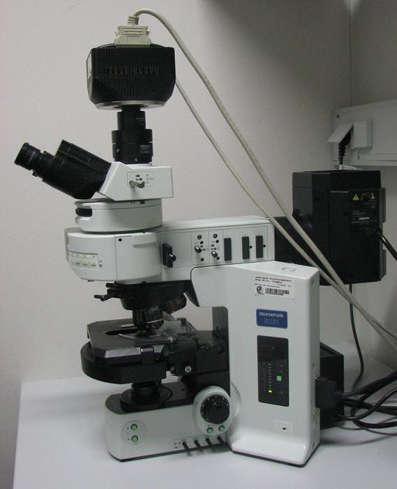 флуоресцентная микроскопия 