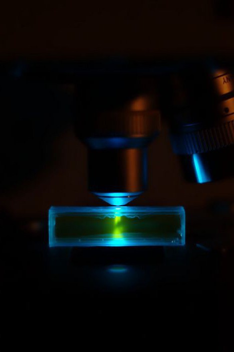  флуоресцентная микроскопия описание 