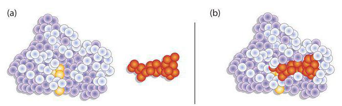 absolute specificity of enzymes