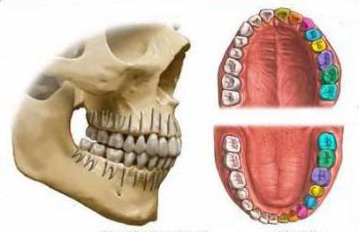определение центрального соотношения челюстей при полном отсутствии 