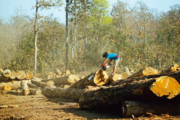 правовое регулирование охраны лесов