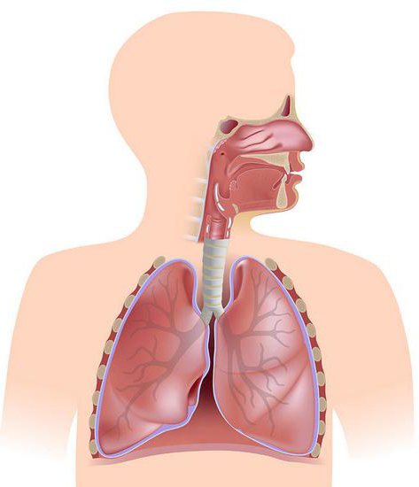 органы дыхания человека картинки