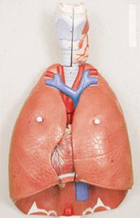 строение органовы дыхания человека