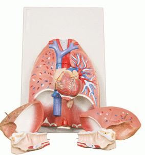 функции органов дыхания человека