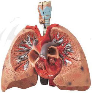 функции органов дыхания