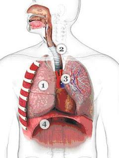 органы дыхательной системы