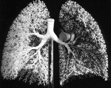 органы дыхания человека