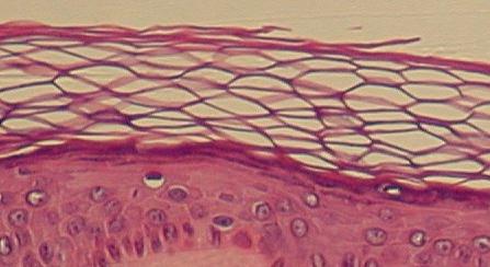 наружный слой клетки это цитоплазма