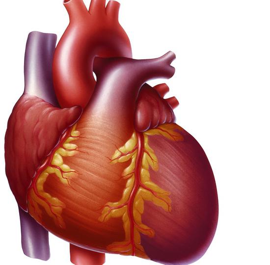 диагностика сердца