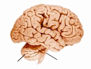 фото мозг человека 