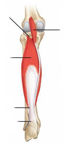 мышцы голени анатомия 