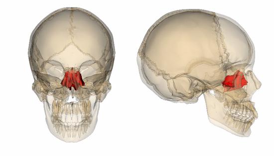 нормальная анатомия решетчатой кости 