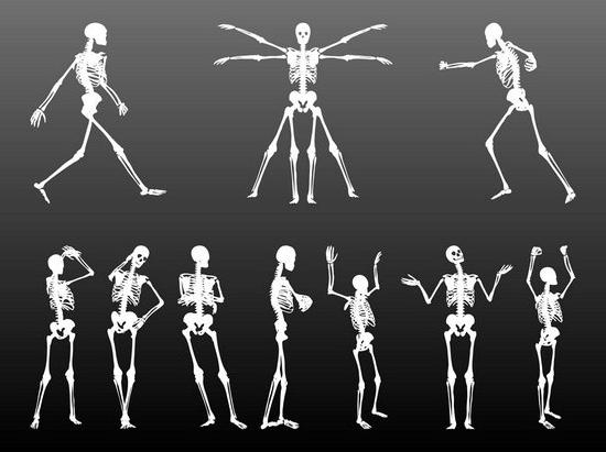 какие функции выполняет скелет