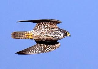 peregrine falcon flight