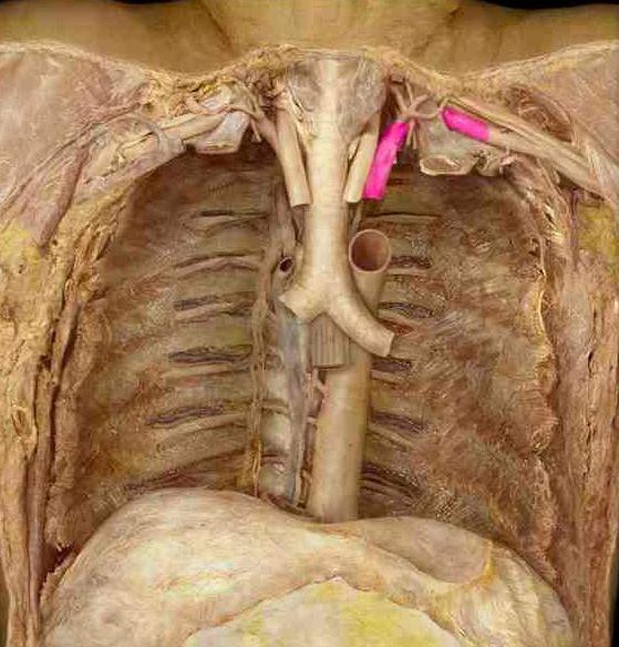 левая подключичная артерия