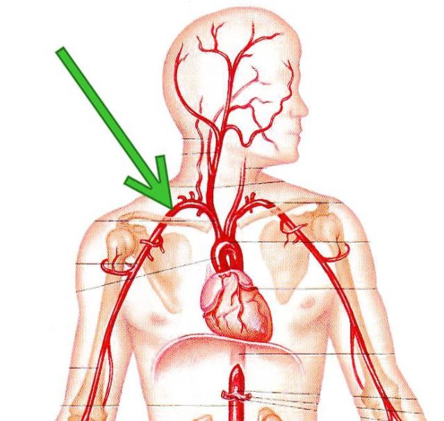 подключичная артерия и ее ветви