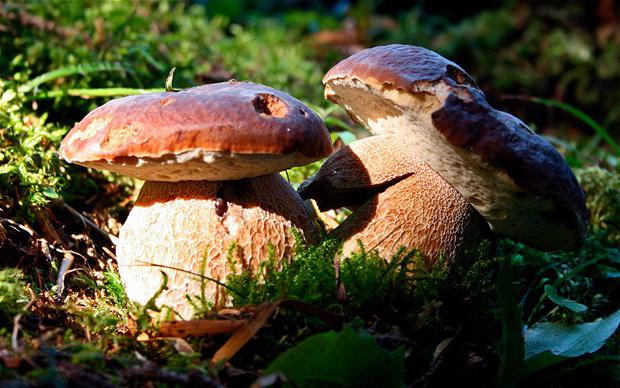 mushroom places in the Kaliningrad region